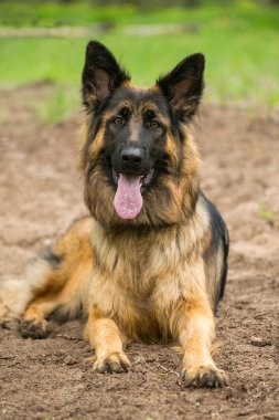 Alman Sheppherd köpek portresi
