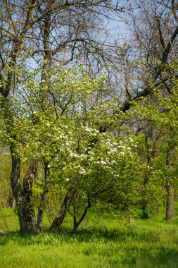 güzel çiçekler çiçek açması bir ağaç dalı