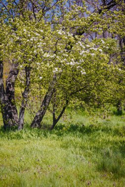 güzel çiçekler çiçek açması bir ağaç dalı