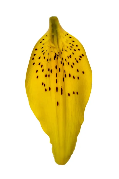 Yellow petal of lily isolated on a white background — Stockfoto