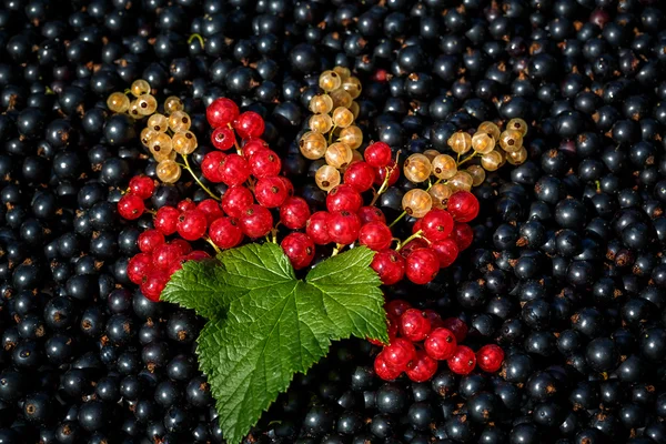 Red and white or yellow currant on the raw black currant background — Stockfoto