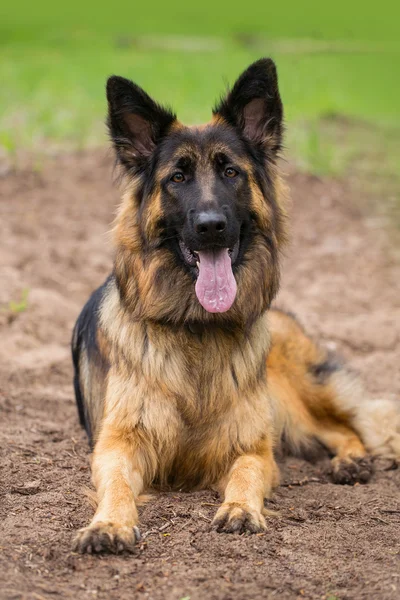 Portrét z Sheppherd německých dog — Stock fotografie