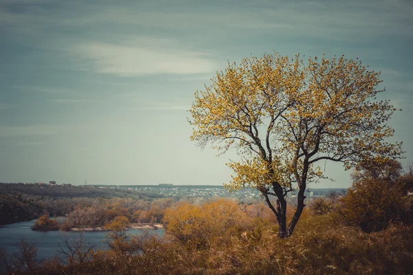 Paisaje con árbol y río — Foto de Stock