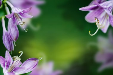 mor çiçekler çan yeşil belirsiz arka plan üzerinde kapatın