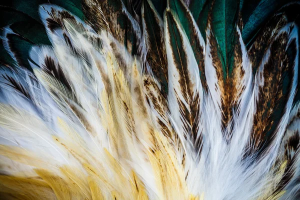 Pluma colorida brillante — Foto de Stock