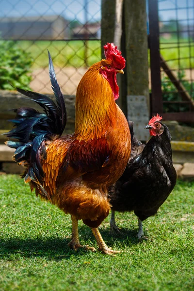 Hermoso gallo y gallina en el amor — Foto de Stock