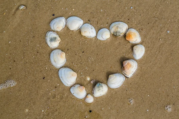 Hjertet fra muslinger ligger på en sandstrand. – stockfoto