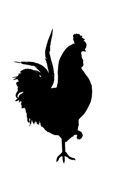 Silueta de gallo aislado en el blanco — Foto de Stock