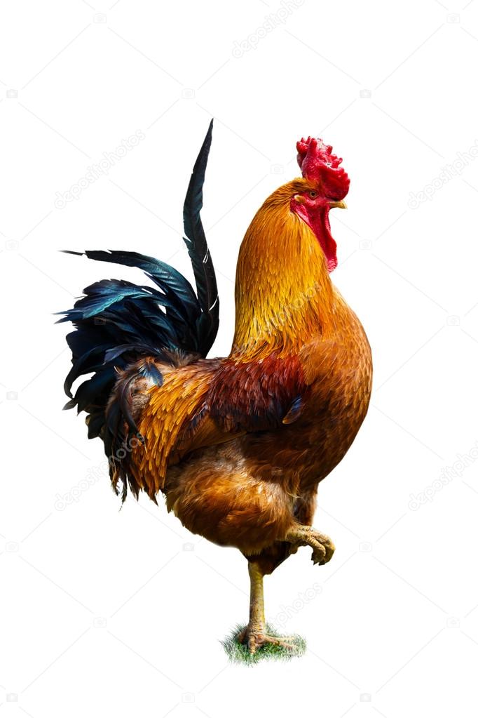 Beautiful rooster isolated on the white  background