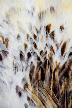 Bazı kuş parlak renkli tüy grup