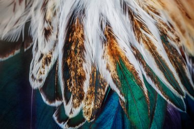 Bazı kuş parlak renkli tüy grup