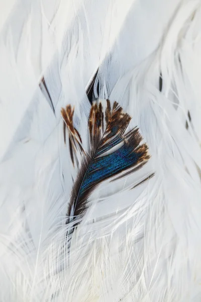 Lumineux groupe de plumes colorées d'un oiseau — Photo