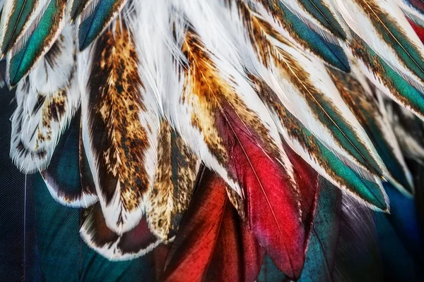 Grupo de penas coloridas brilhantes de algum pássaro — Fotografia de Stock