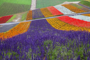 Lavanta grupta Hokkaido, Japonya