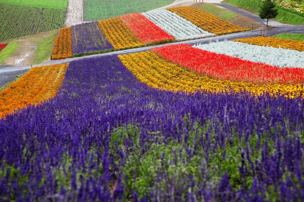 Lavanta grupta Hokkaido, Japonya — Stok fotoğraf