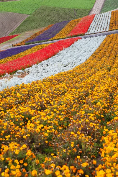 Jardim de flores em Japão — Fotografia de Stock