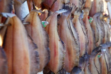 Hokkaido, Japonya içinde güneş ışığı altında kurutulmuş balık