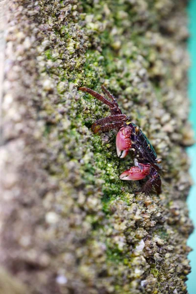 Crab Finding Food on Rocky Beach