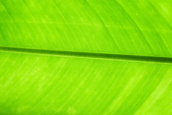 Structure of leaf natural background — Stock Photo, Image