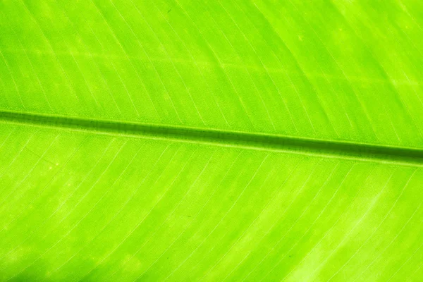 Structure of leaf natural background — Stock Photo, Image