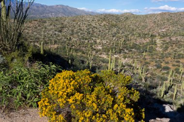 Saguaro Np bahçede kaktüs