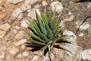 Büyük Kanyon n.p kaktüs.
