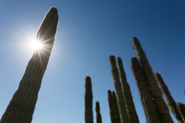 Saguaro'lar