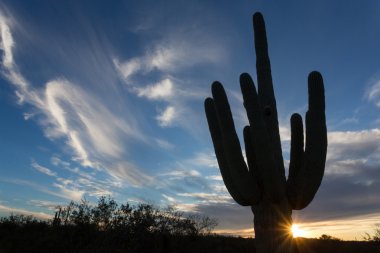 saguaro