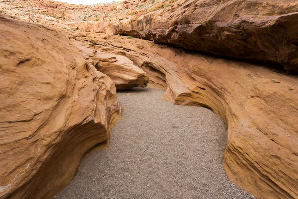 Piccolo canyon di cavalli selvatici — Foto Stock