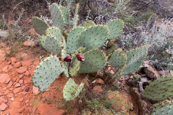 Prickley armut kaktüs — Stok fotoğraf