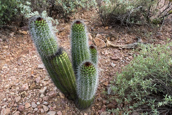 Кактус и другие пустынные растения — стоковое фото