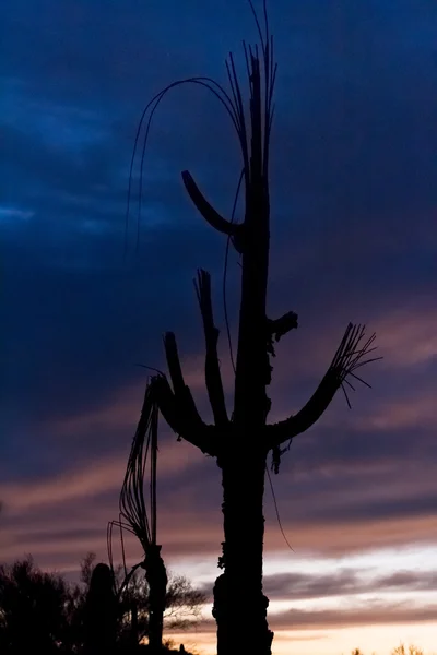 Saguaro am Abend — Stockfoto