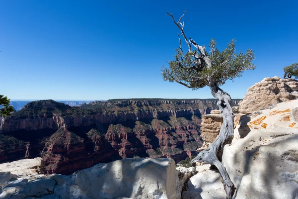 Severní okraj Grand Canyonu — Stock fotografie