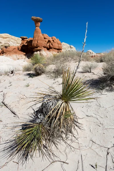 Tabouret et cactus — Photo