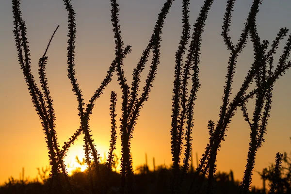 Akşam Ocotillo kaktüs — Stok fotoğraf