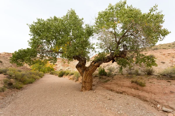 Bäume in der Wüste — Stockfoto