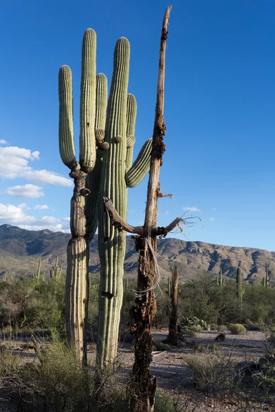 Saguaro — Foto Stock