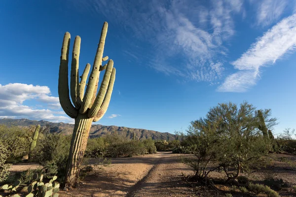 Saguaro kaktus — Stockfoto