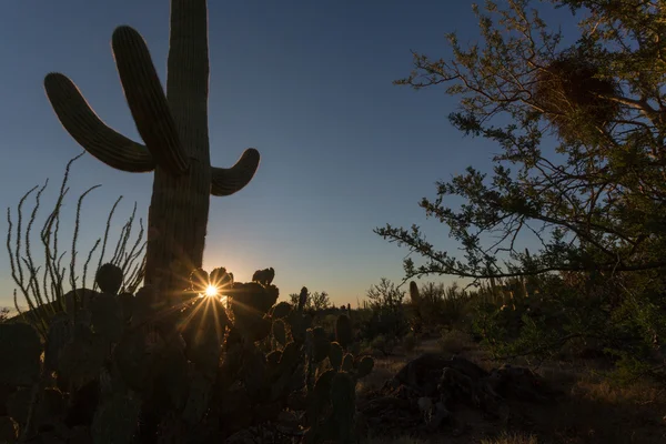 Saguaro cactus wieczorek słońce — Zdjęcie stockowe