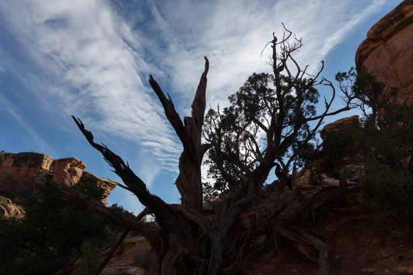 Arbre et nuages dans la soirée — Photo