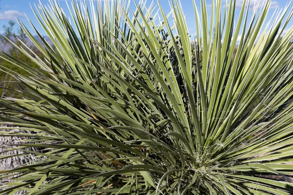 Saguaro kaktüs — Stok fotoğraf