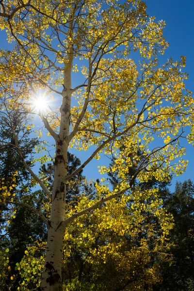 Árbol de otoño en gran cañón — Foto de Stock