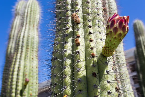 Blossom of saguaro — Stock fotografie
