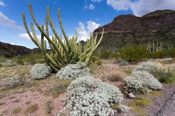 Cactus trädgård — Stockfoto