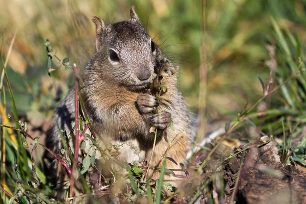 Eichhörnchen — Stockfoto