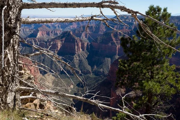 Grand Canyon — Stock fotografie