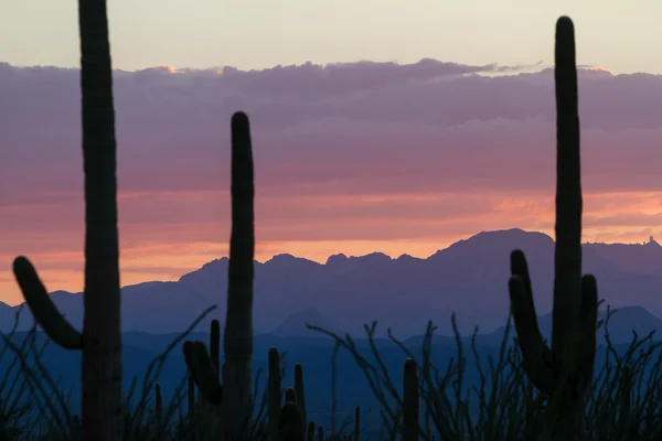 Saguaro-Kaktus am Abend lizenzfreie Stockbilder
