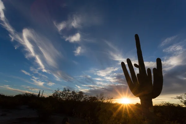 Saguaro Ulusal Parkı - Stok İmaj