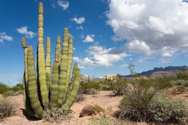 Organ Pipe Cactus Rechtenvrije Stockfoto's