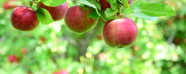 Mature Red Apples Tree Just Apple Harvest South Tyrol Background — Stock Photo, Image